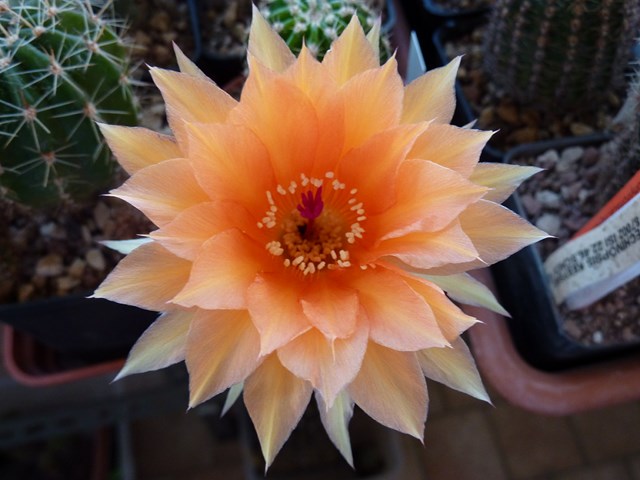 Echinopsis cv. aphrodite 