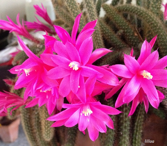 Aporocactus flagelliformis 