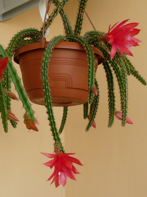 Aporocactus mallisonii 