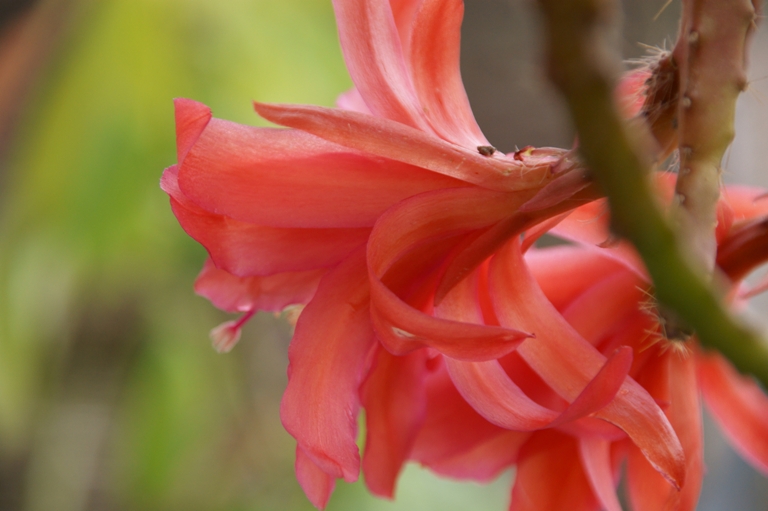 aporocactus mallisonii