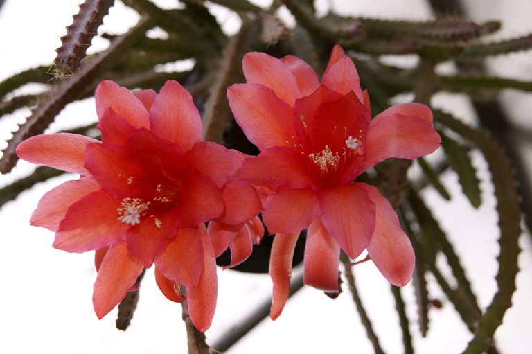 Aporocactus mallisonii 