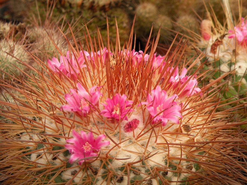 Mammillaria apozolensis 