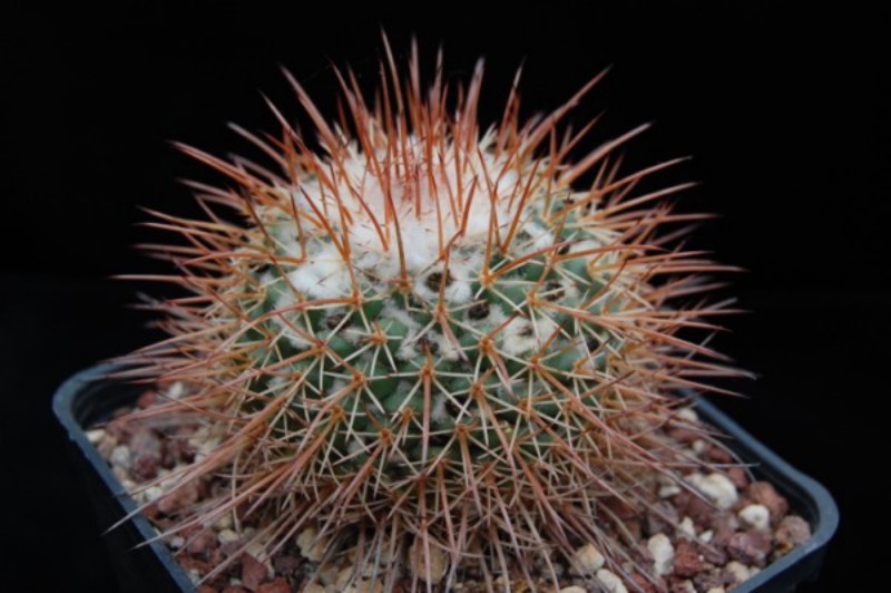 Mammillaria apozolensis 