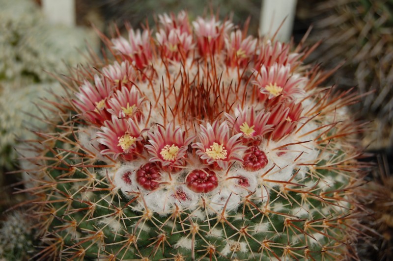 mammillaria apozolensis