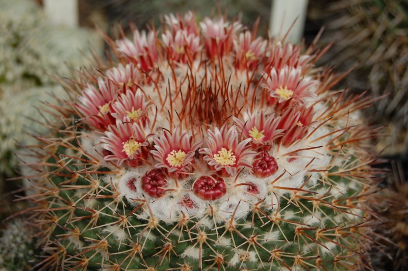 Mammillaria apozolensis 