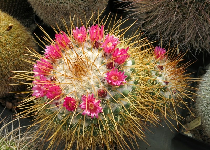 Mammillaria apozolensis v. saltensis 