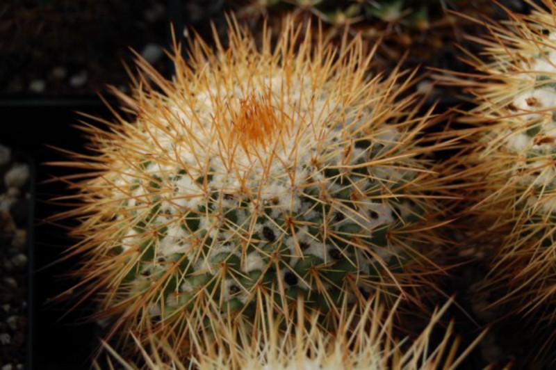 Mammillaria apozolensis v. saltensis LAU 1045