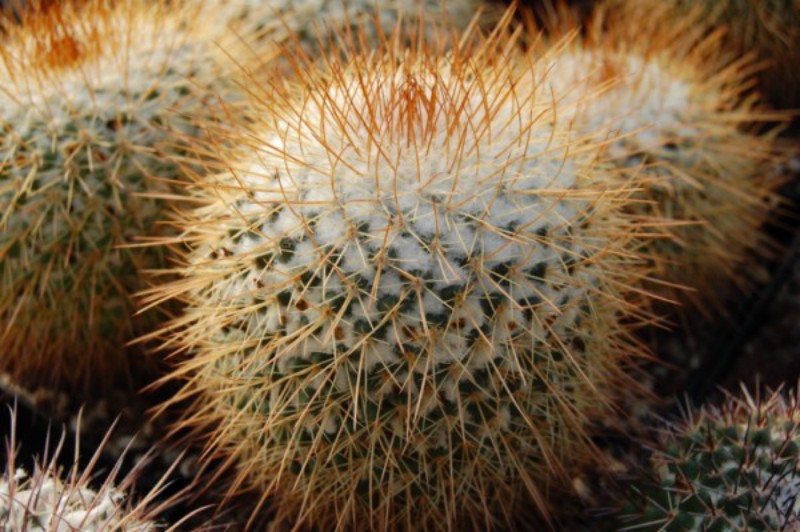 Mammillaria apozolensis v. saltensis LAU 1045