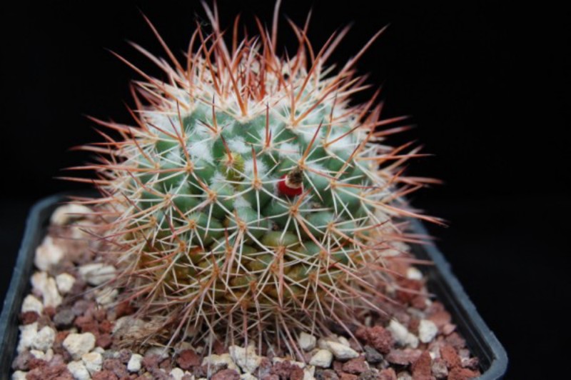 Mammillaria apozolensis 