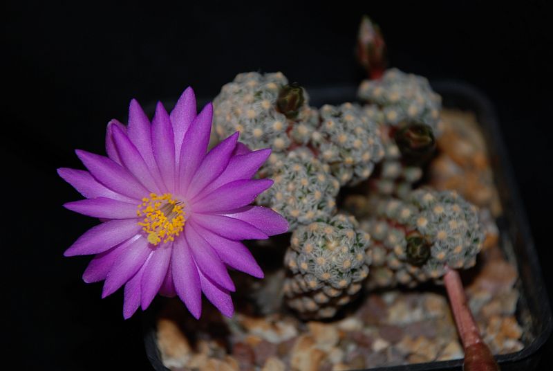 Mammillaria theresae P 370