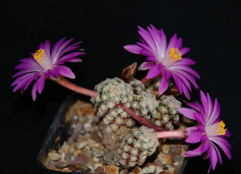 Mammillaria theresae P 370