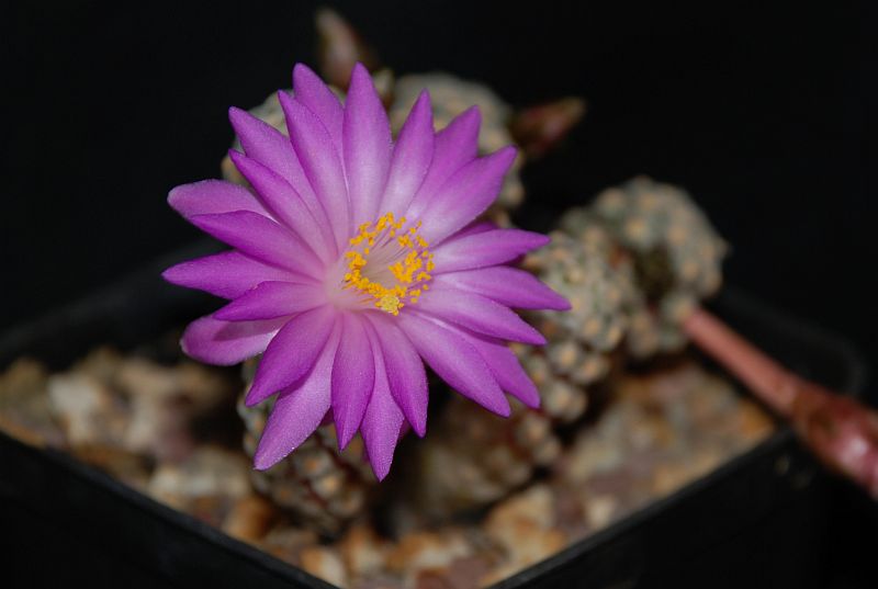 Mammillaria theresae P 370