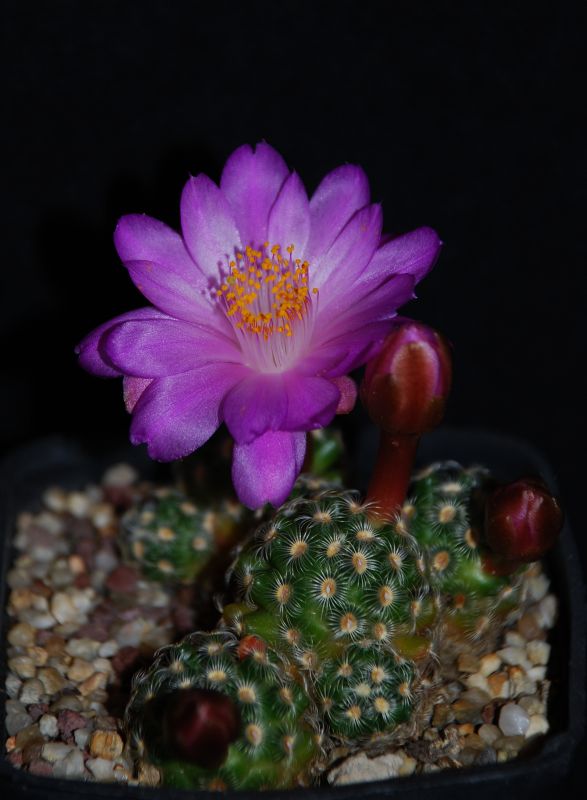 Mammillaria haudeana 