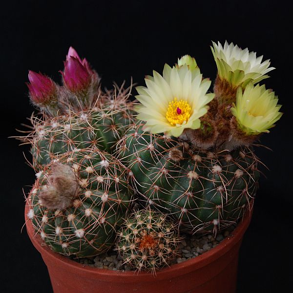 Parodia werneri v. flaviflora 