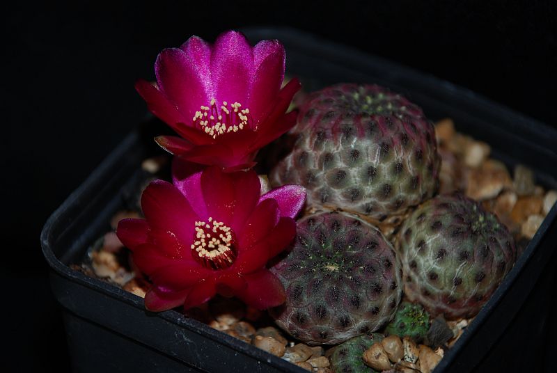 Sulcorebutia rauschii cv. violacidermis 