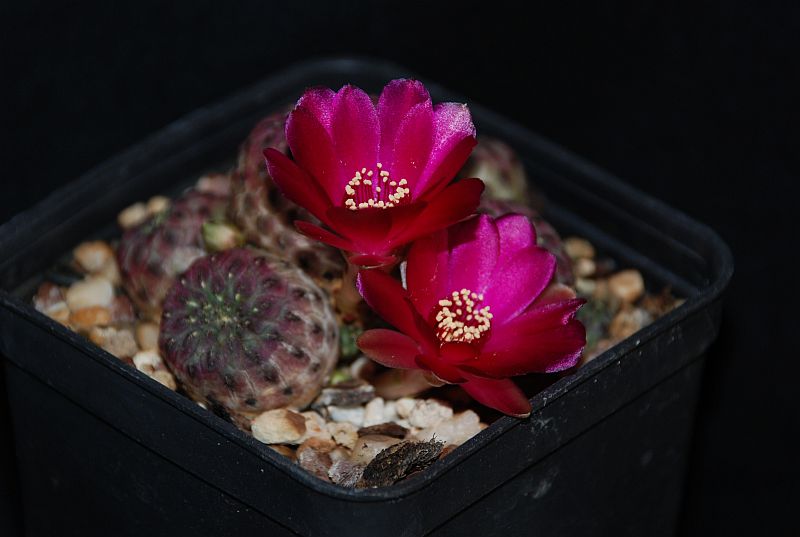 Sulcorebutia rauschii cv. violacidermis 