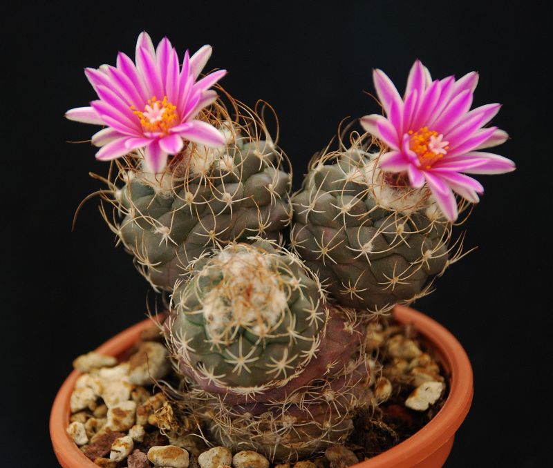 Turbinicarpus pseudomacrochele 