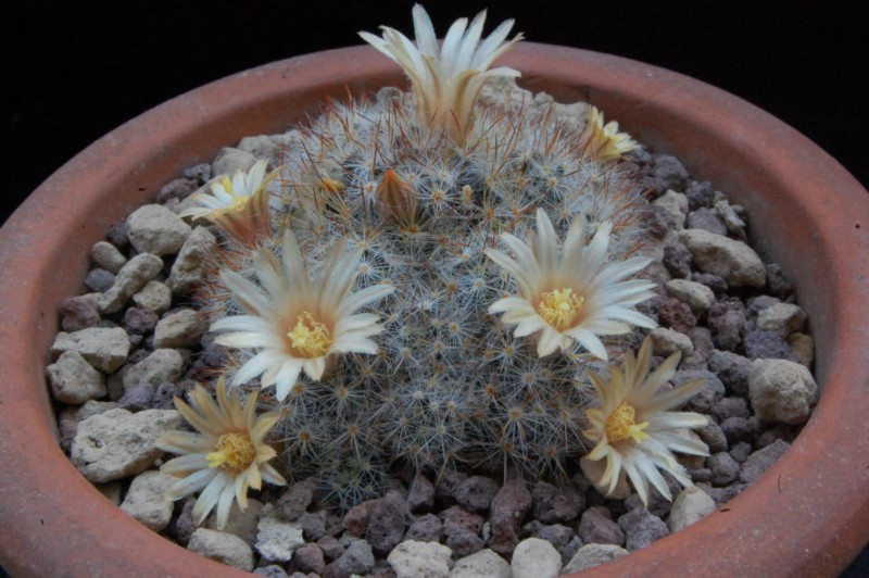 Mammillaria prolifera ssp. arachnoidea RS 510