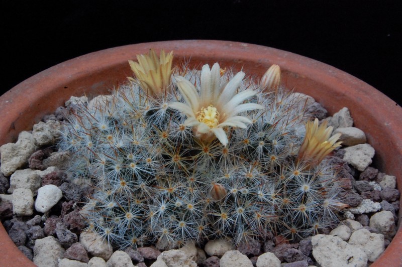 Mammillaria prolifera ssp. arachnoidea RS 510