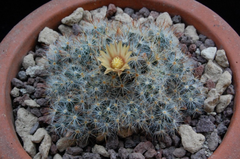 Mammillaria prolifera ssp. arachnoidea RS 510