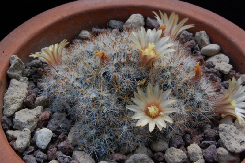 Mammillaria prolifera ssp. arachnoidea RS 510