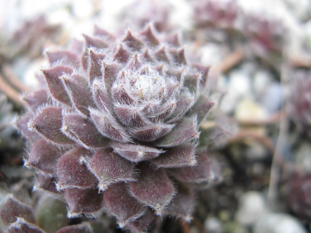 Sempervivum aracnoideum cv. 'stansfieldii' 