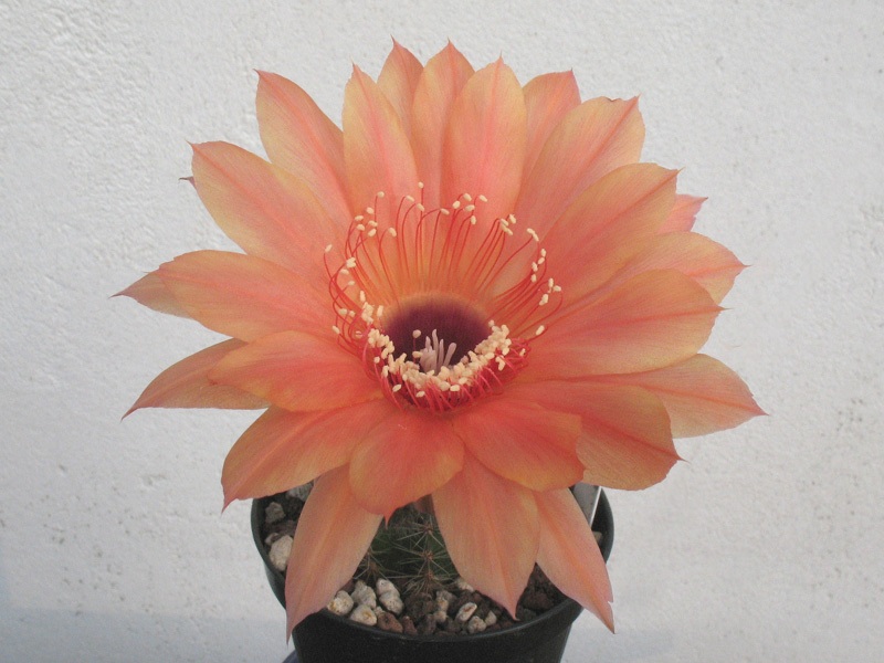 Echinopsis sp. ibrido 'arancio 1' 