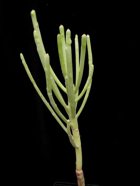 Euphorbia arbuscula 