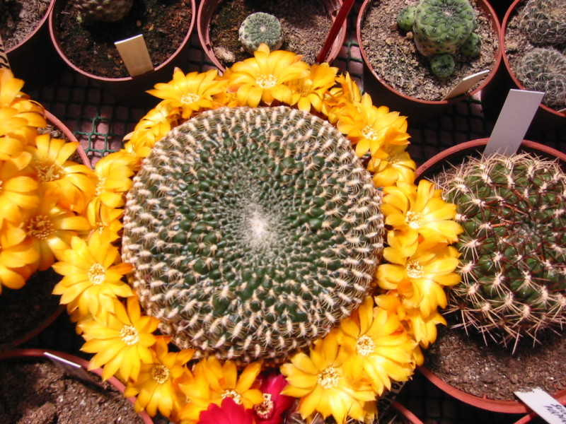 Sulcorebutia arenacea 