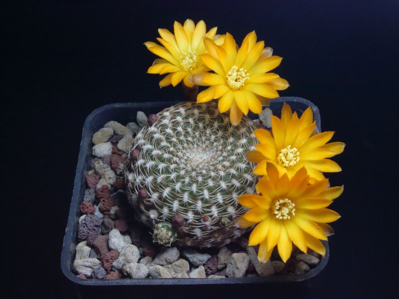 Sulcorebutia arenacea MC4393