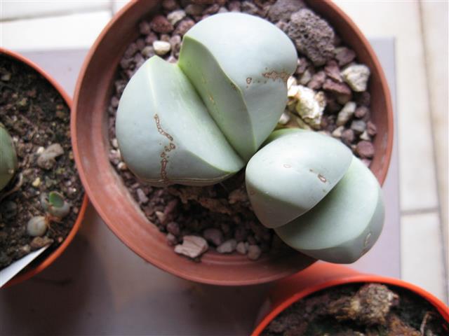 Argyroderma delaetii 