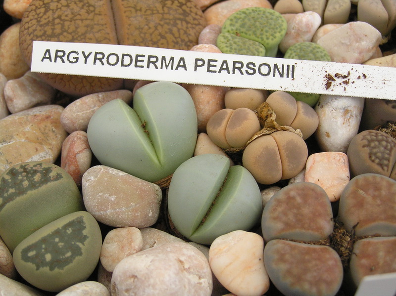 Argyroderma pearsonii 