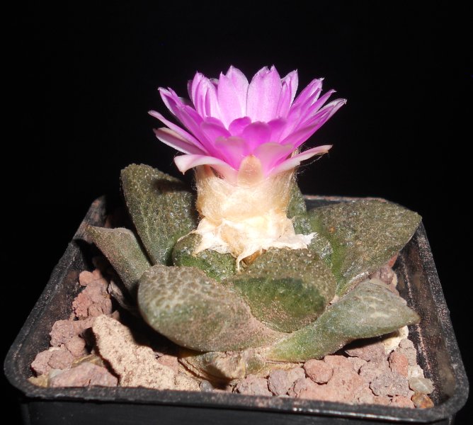 Ariocarpus fissuratus 