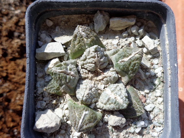 Ariocarpus fissuratus 