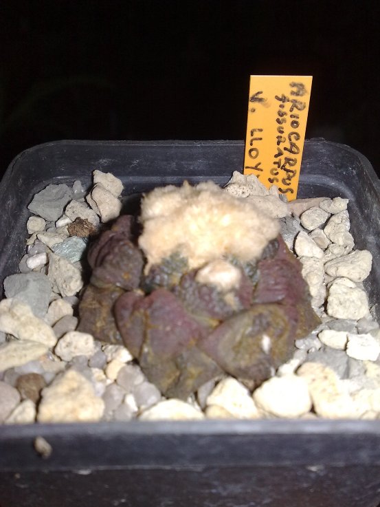 Ariocarpus fissuratus v. lloydii 