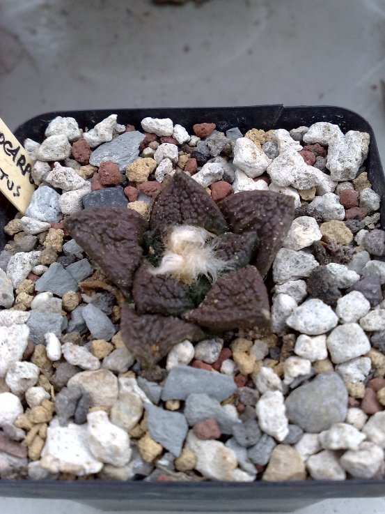 Ariocarpus fissuratus v. hintonii 