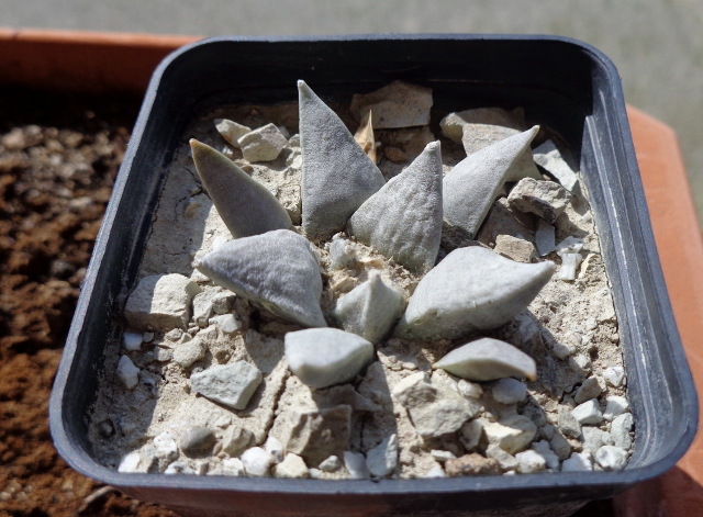 Ariocarpus retusus 