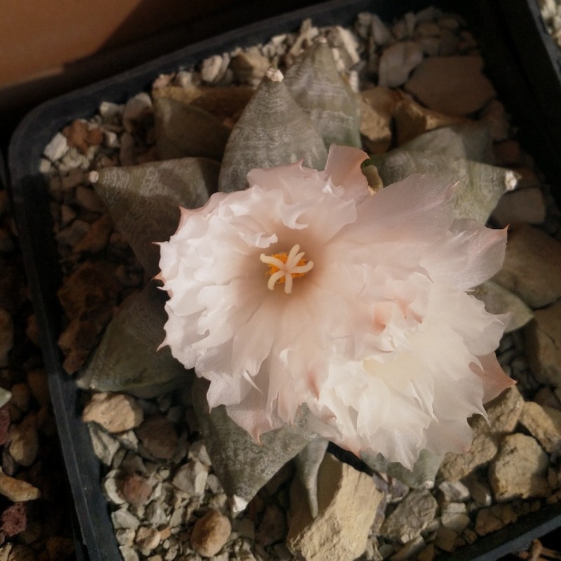 Ariocarpus retusus 