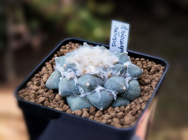 Ariocarpus retusus f. magnificus 