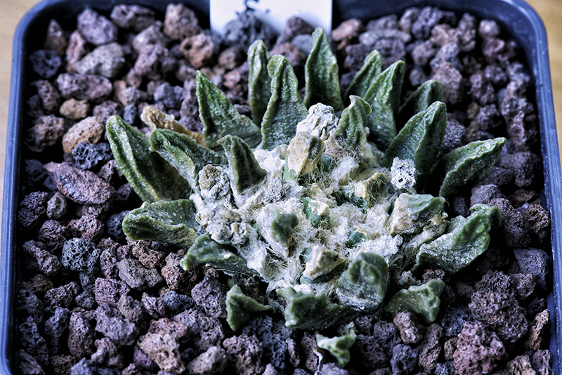 Ariocarpus scaphirostris 