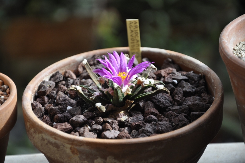 Ariocarpus agavoides 