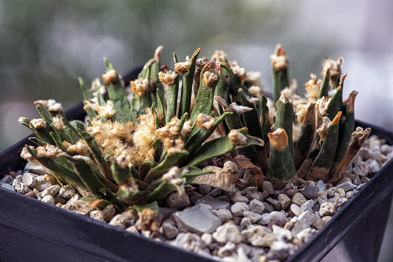 Ariocarpus agavoides 