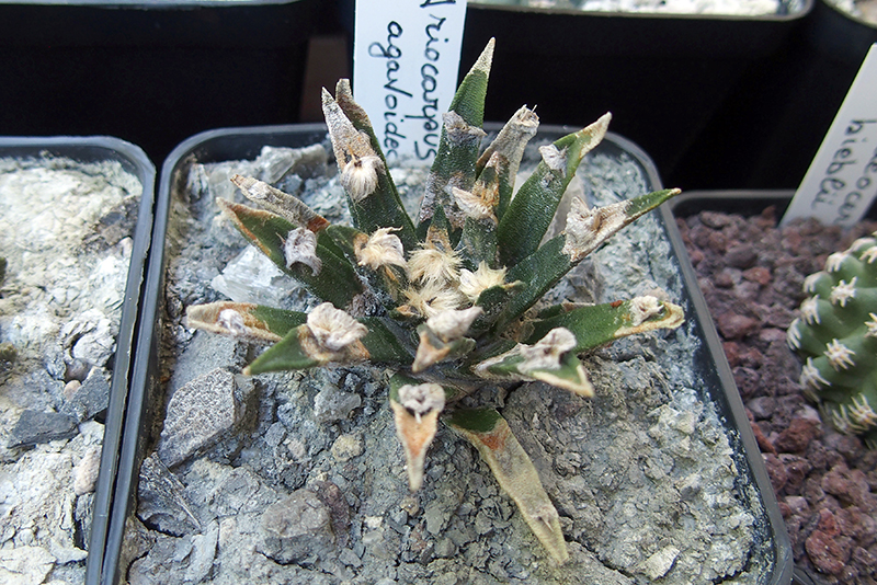 Ariocarpus agavoides 