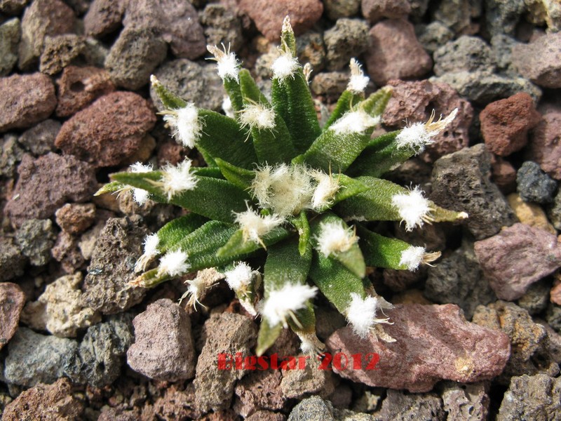 Ariocarpus agavoides 