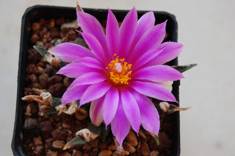 Ariocarpus agavoides 