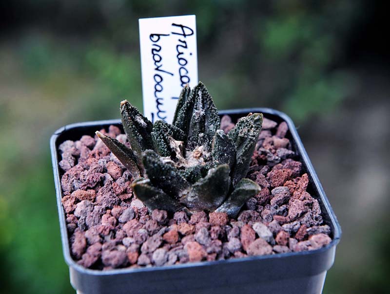 Ariocarpus bravoanus 