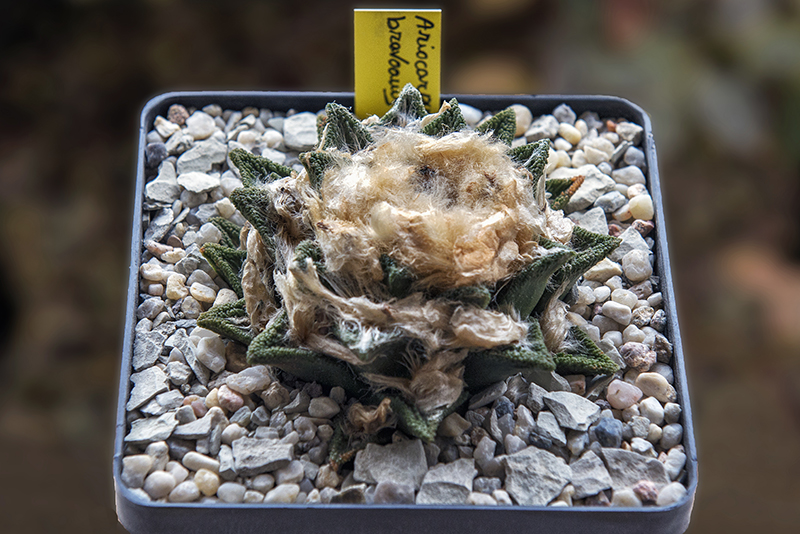 Ariocarpus bravoanus 