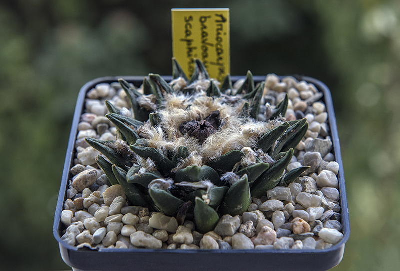 Ariocarpus bravoanus x scaphirostris 