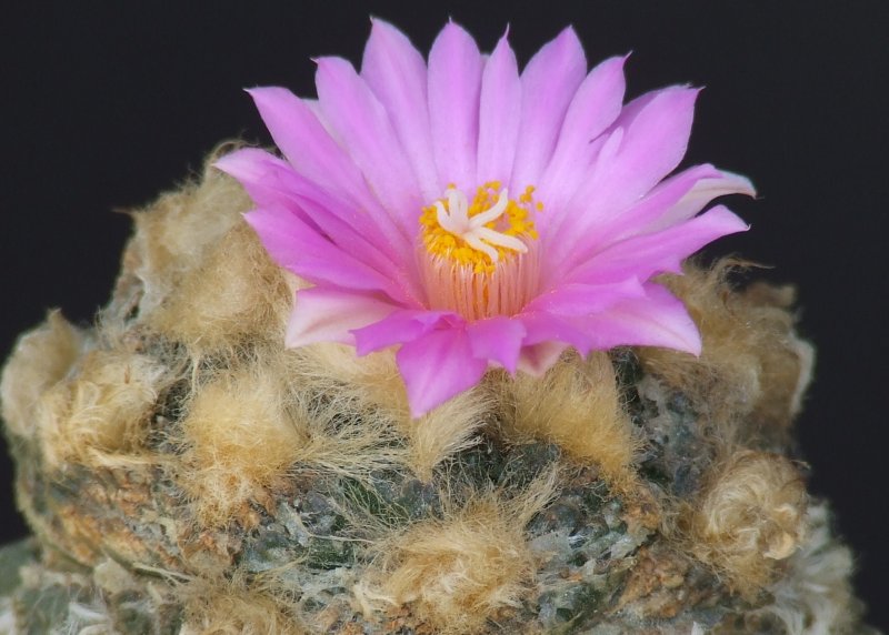 Ariocarpus fissuratus 