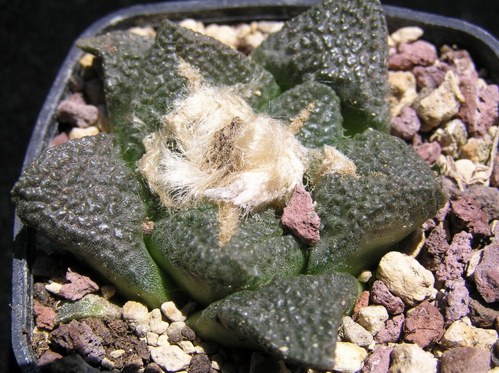 Ariocarpus fissuratus 